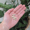 Four beige capsules held in a person's open palm, with a silver ring on the ring finger and a green potted plant in the background.